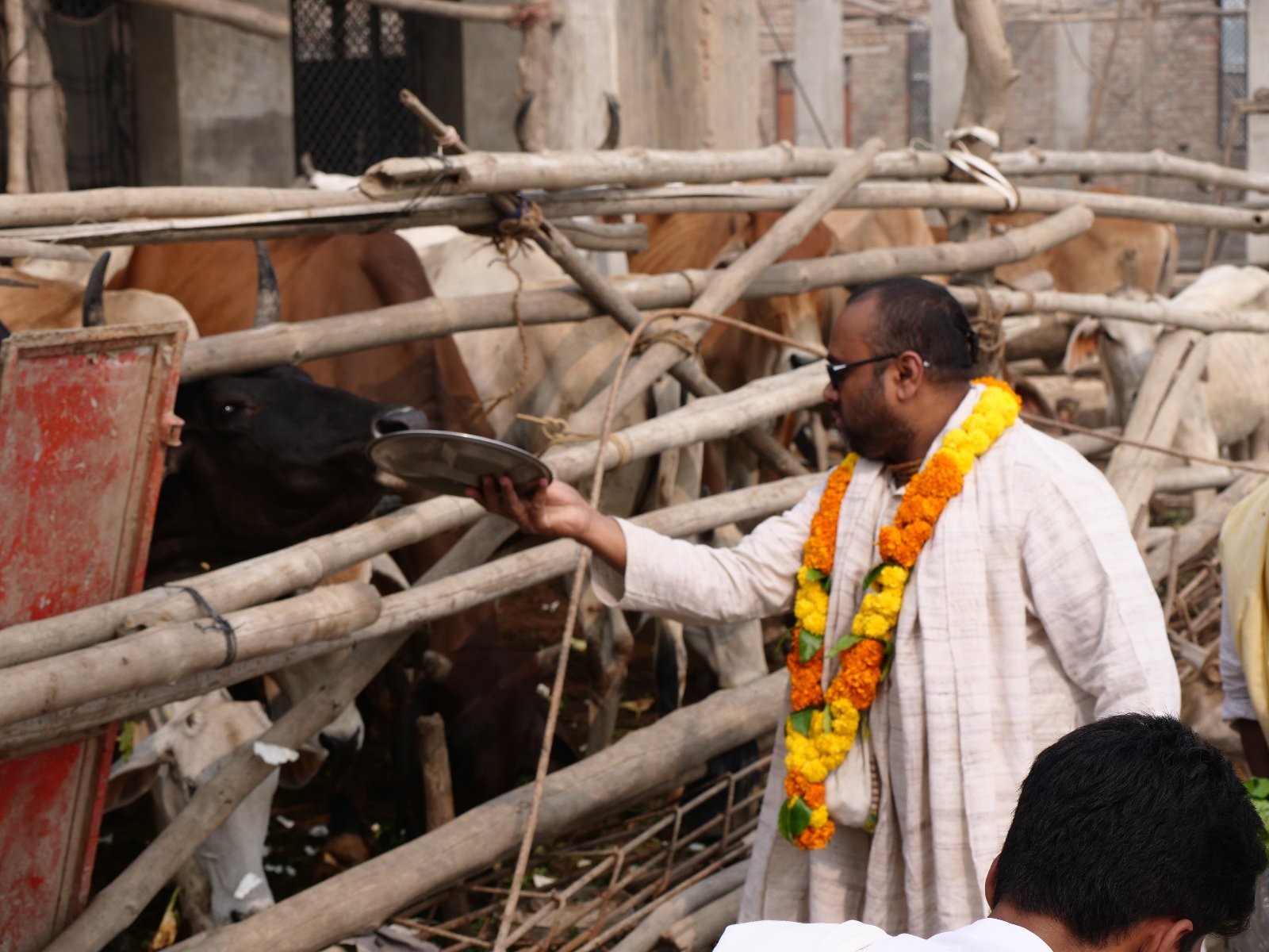  188 Gopashtami Radha kunda Govardhan 19.11.04
